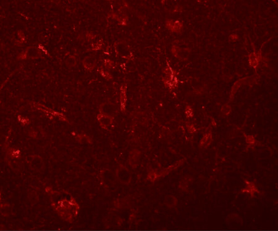 ZC3H12C Antibody - BSA Free