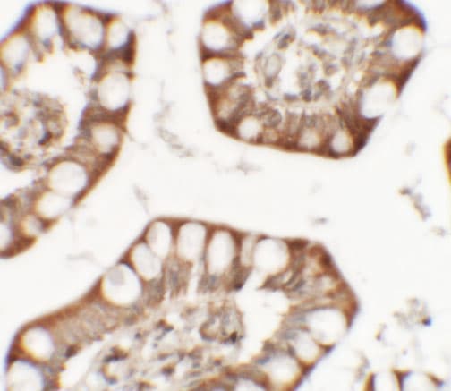 ZFX Antibody - BSA Free