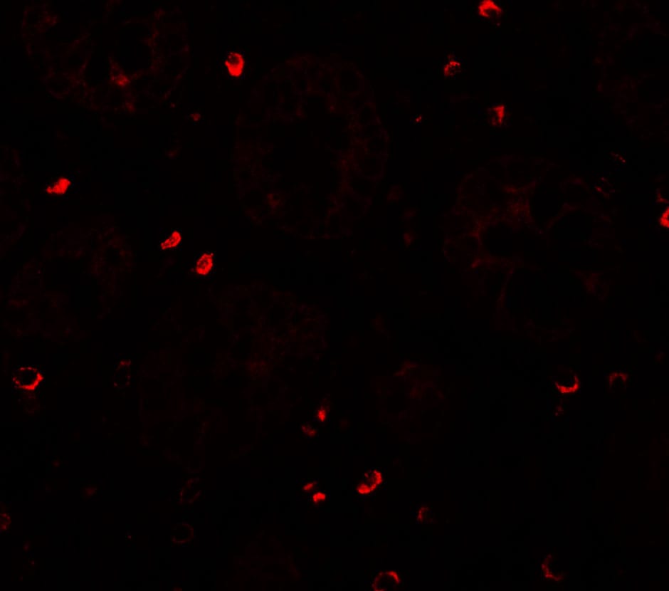 ZFX Antibody - BSA Free