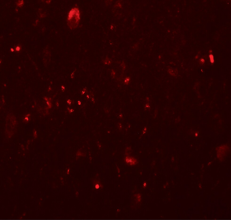 TET3 Antibody - BSA Free