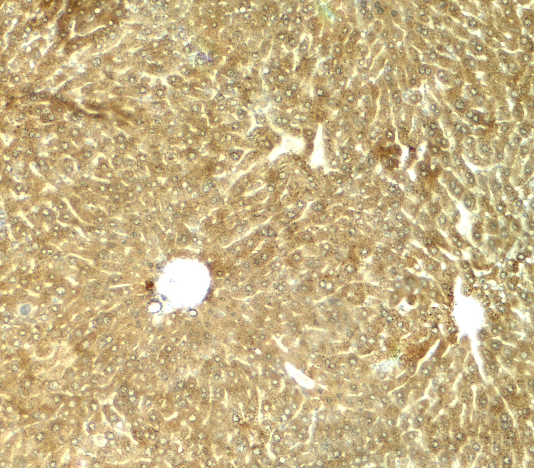 TRIB3 Antibody - BSA Free