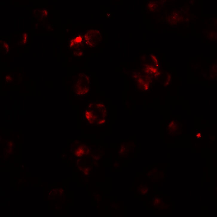 ABCA7 Antibody - BSA Free