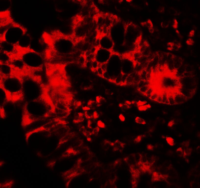 APOBEC3B Antibody - BSA Free