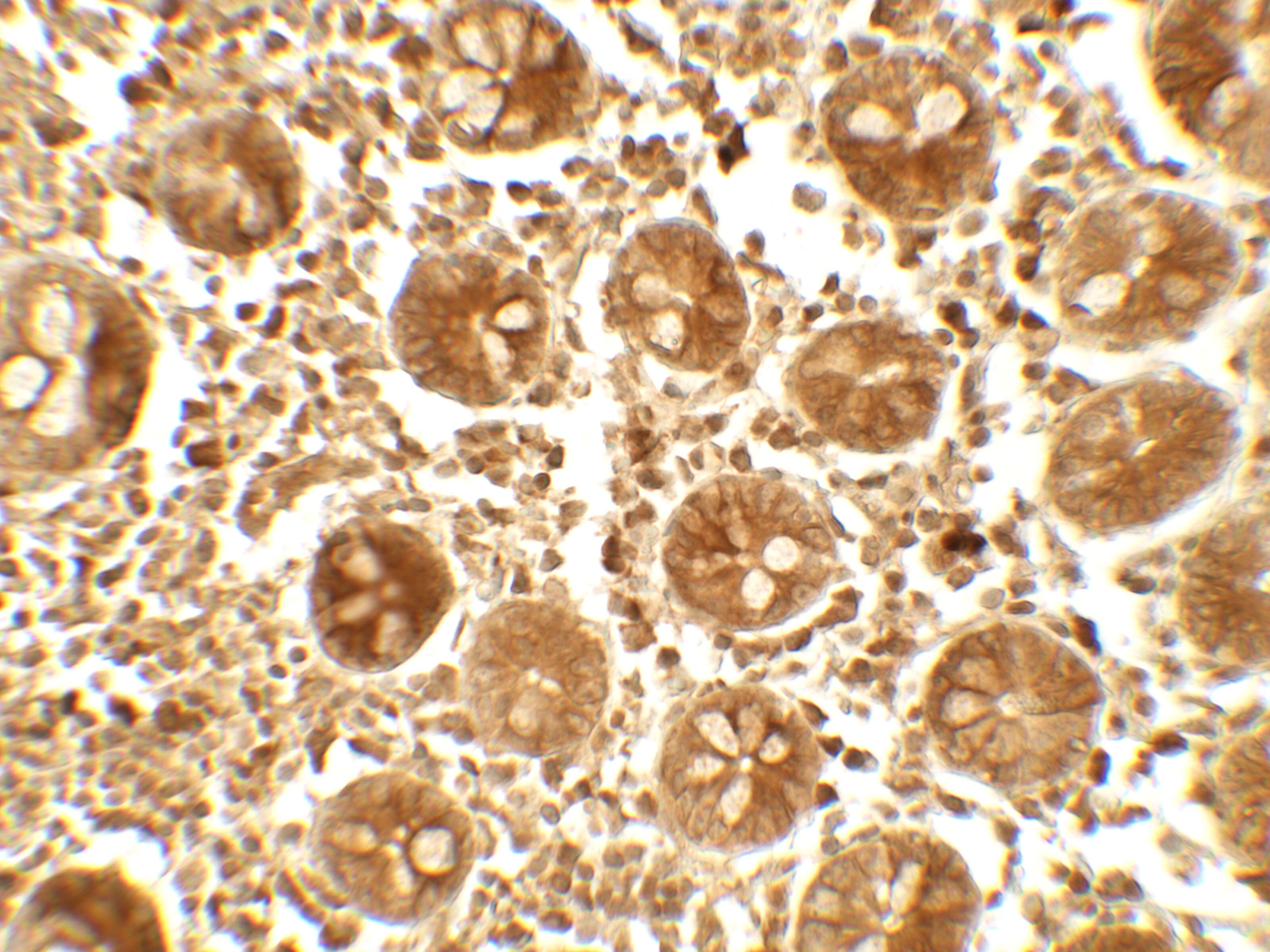 APOBEC3B Antibody - BSA Free