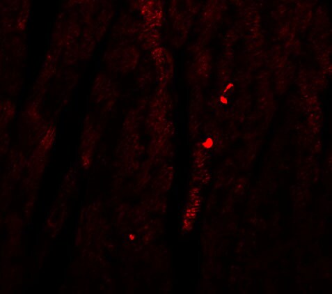 ATG13 Antibody - BSA Free