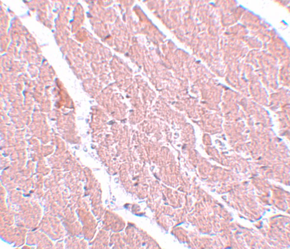 ATG13 Antibody - BSA Free
