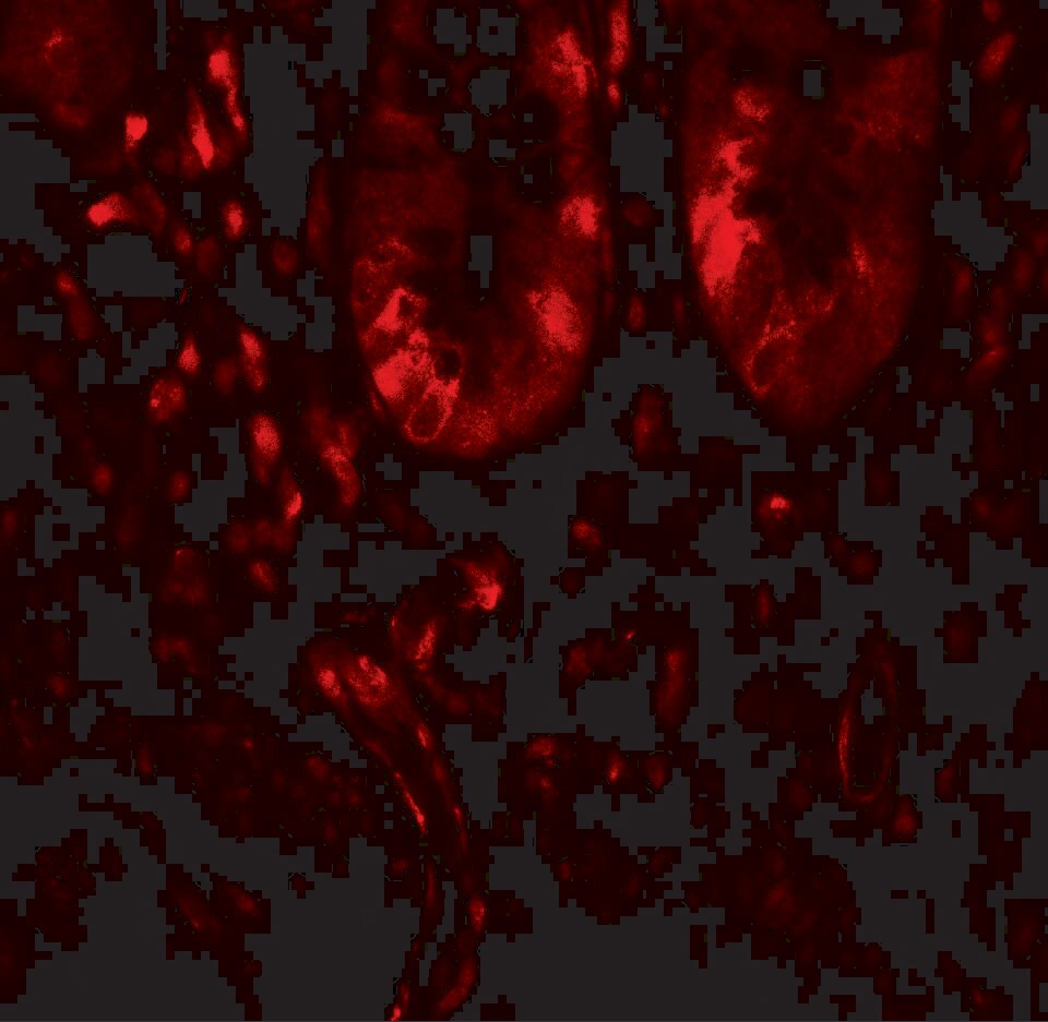 LAMTOR1 Antibody - BSA Free