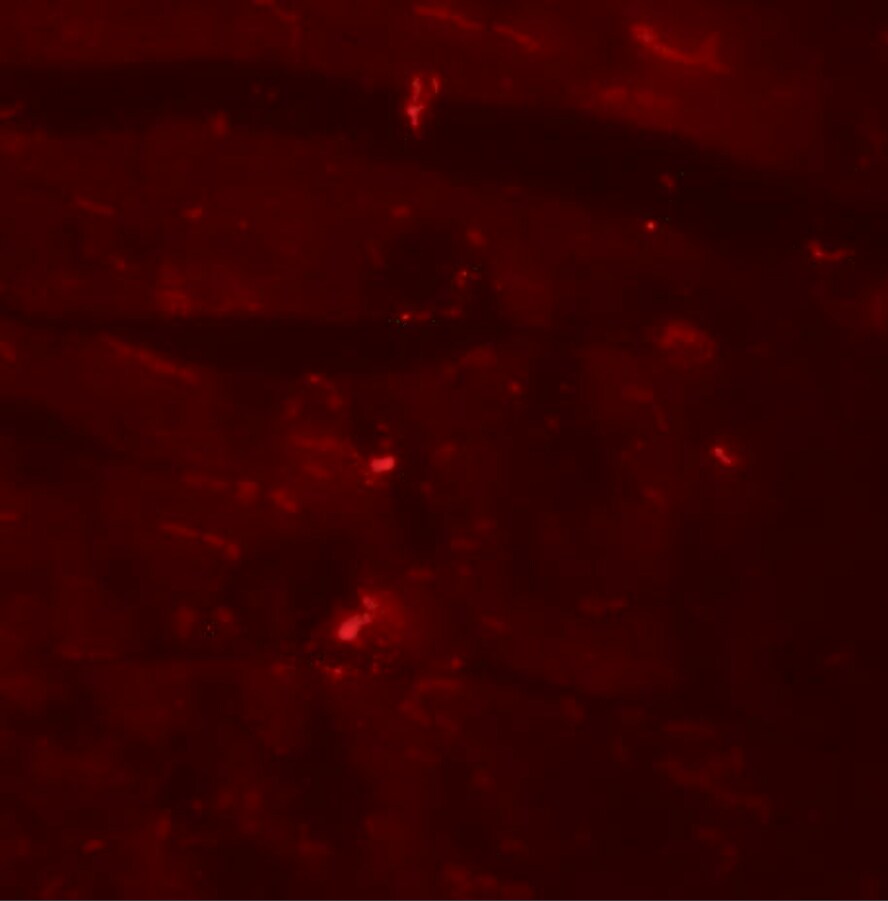 CCDC47 Antibody - BSA Free