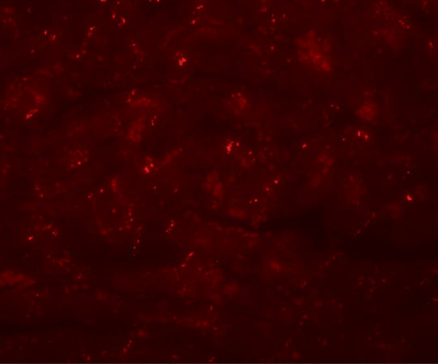 CCDC47 Antibody - BSA Free