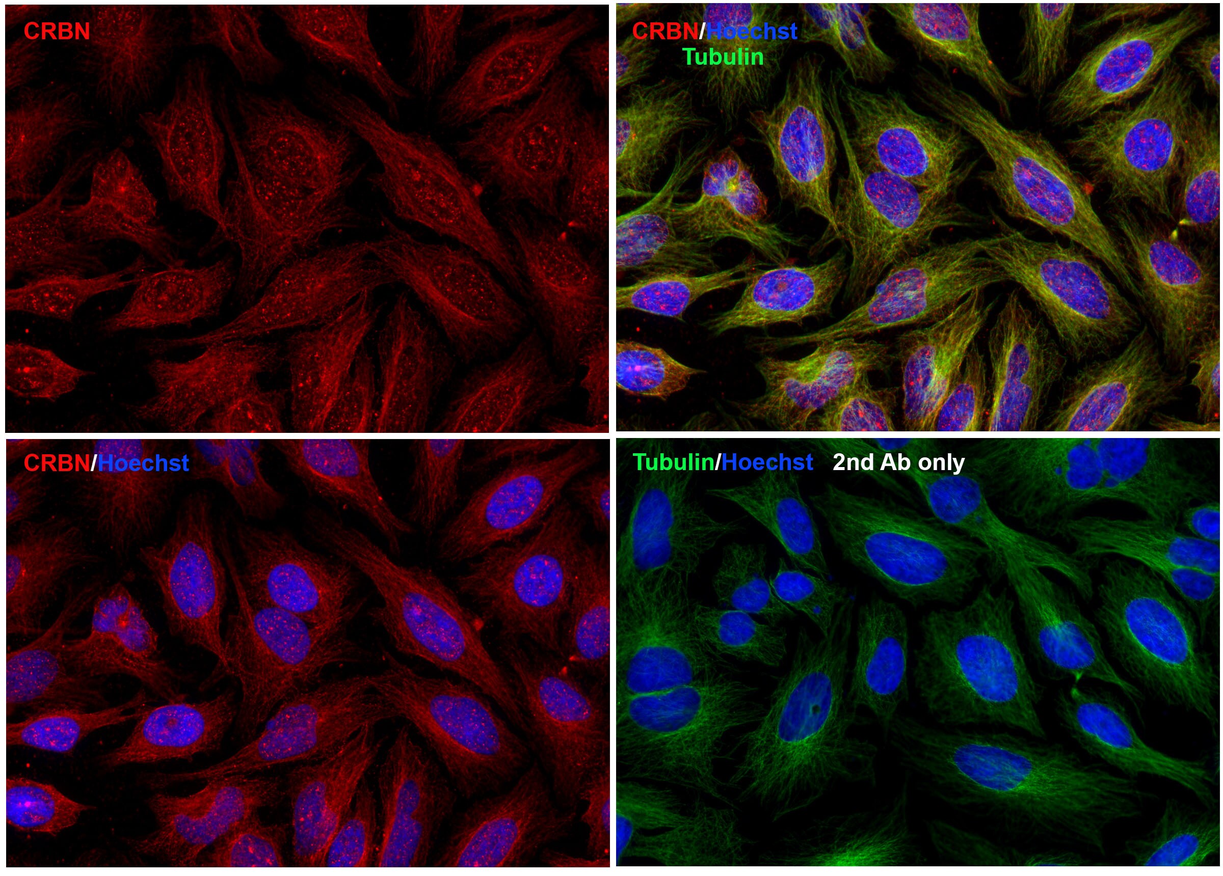 CRBN Antibody - BSA Free