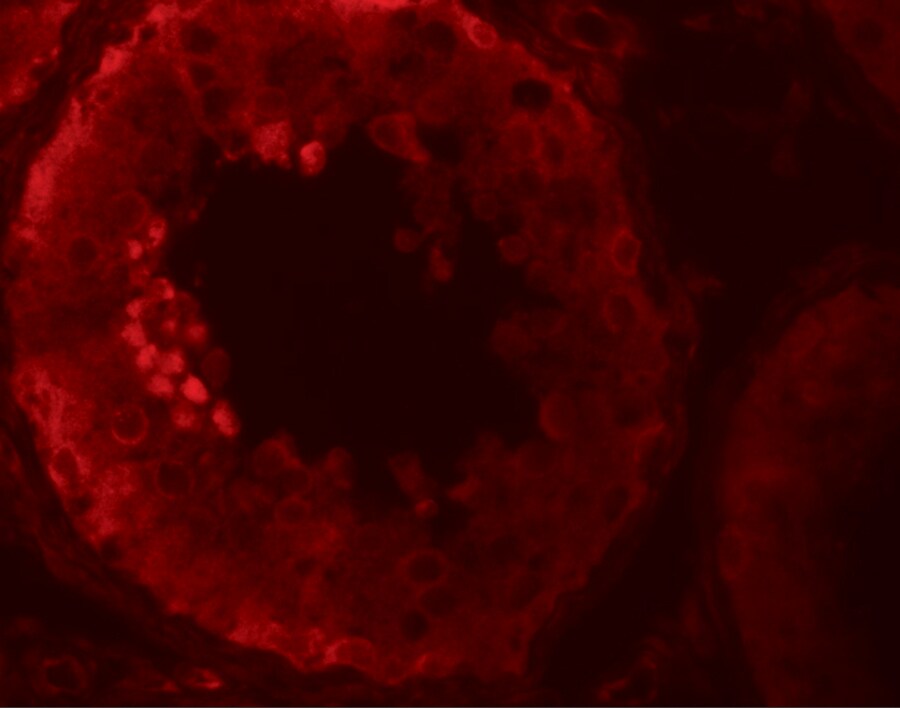 NLRP9 Antibody - BSA Free