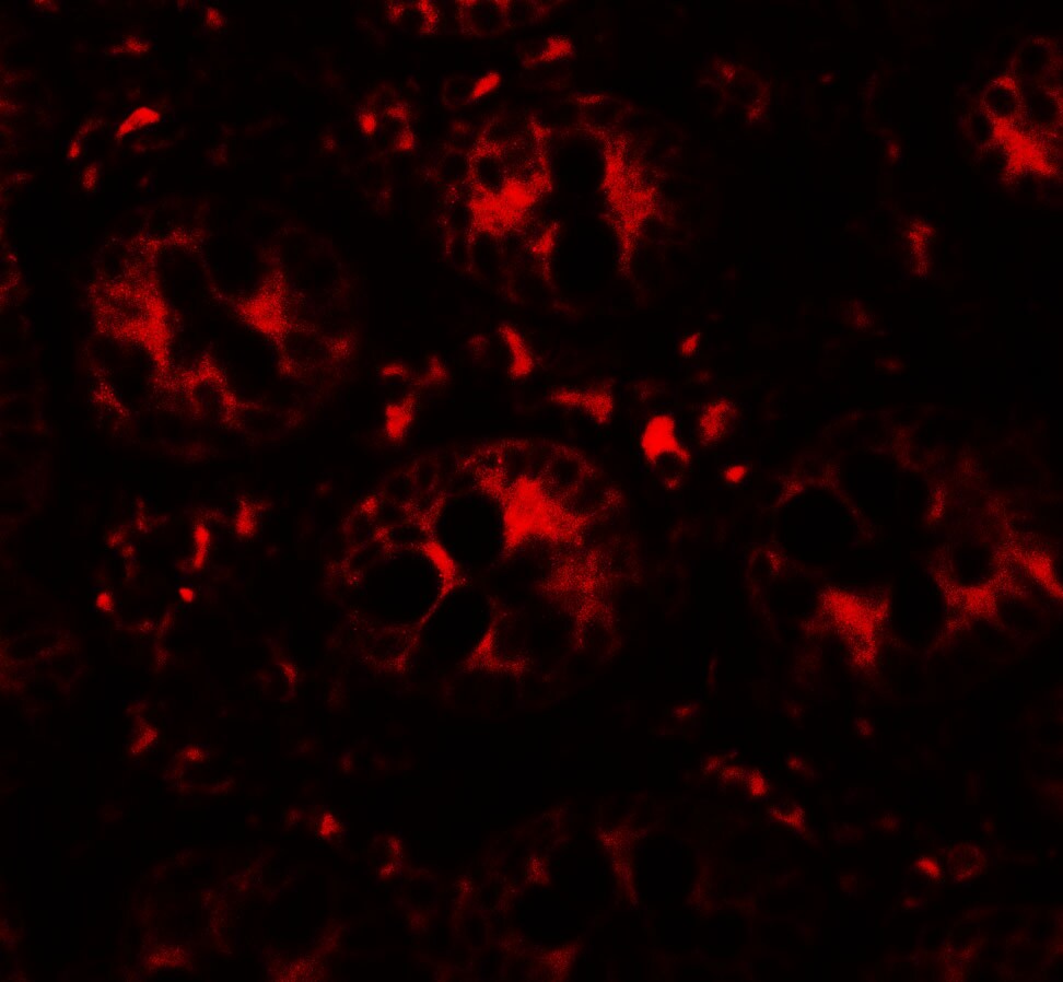 DAP1 Antibody - BSA Free