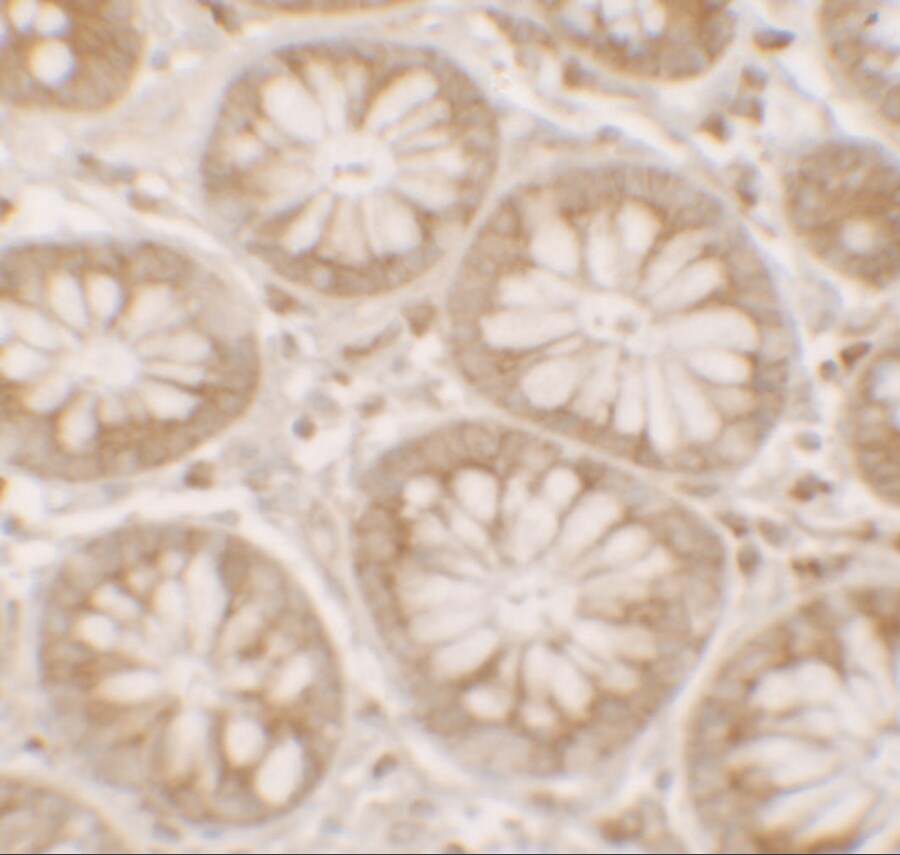 DAP1 Antibody - BSA Free