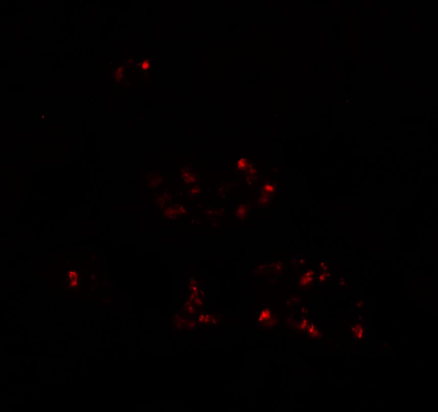 DBX2 Antibody - BSA Free