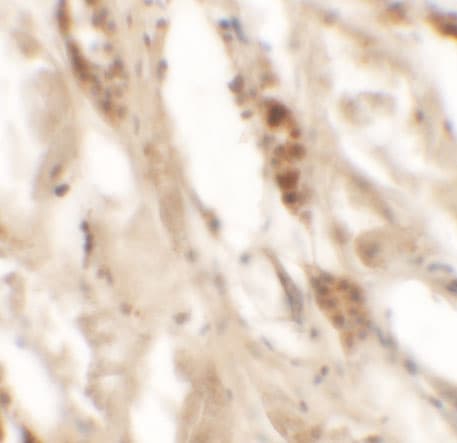 DBX2 Antibody - BSA Free