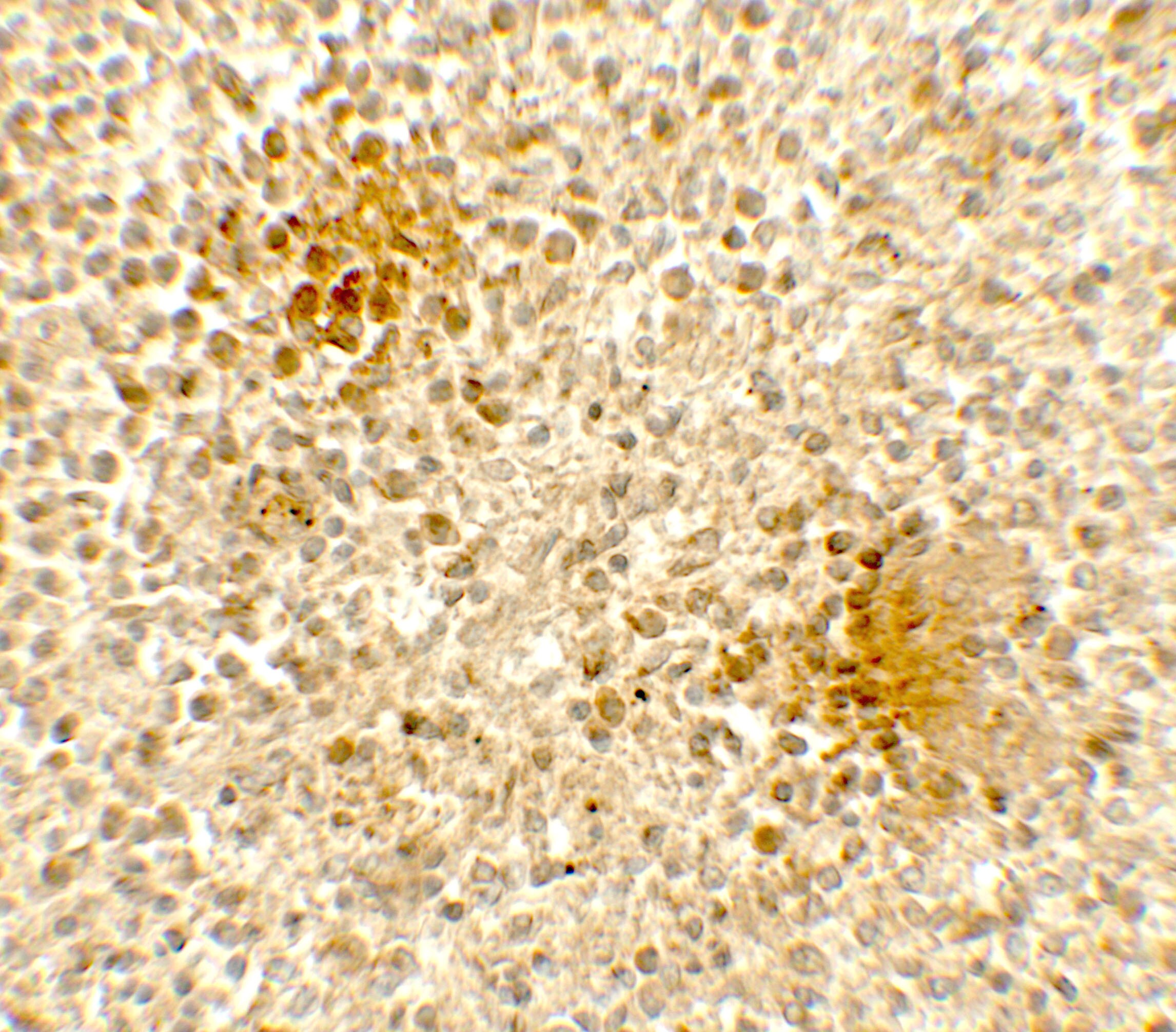 dedicator of cytokinesis 8 Antibody - BSA Free