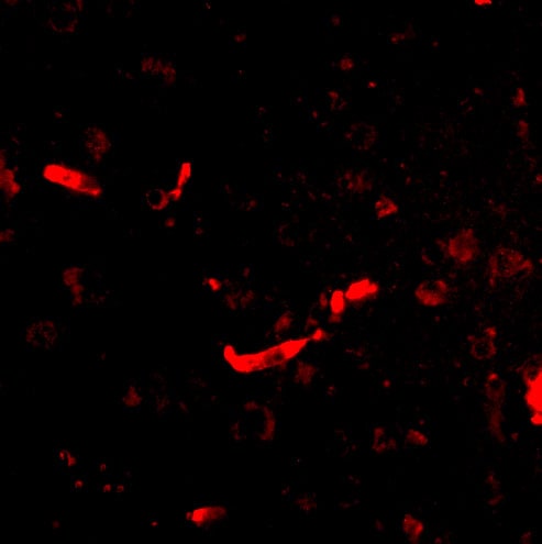 DLGAP2 Antibody - BSA Free