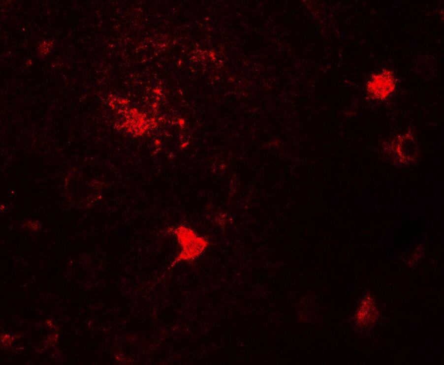 DPF3 Antibody - BSA Free