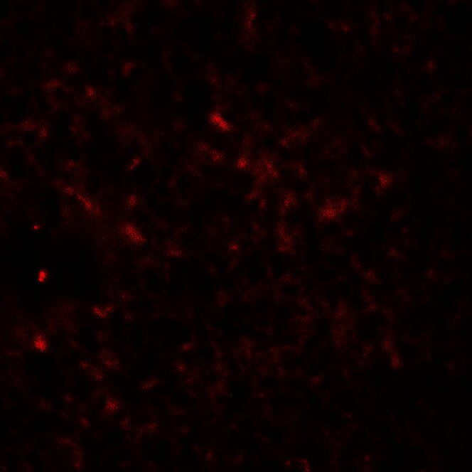 Epac2 Antibody - BSA Free