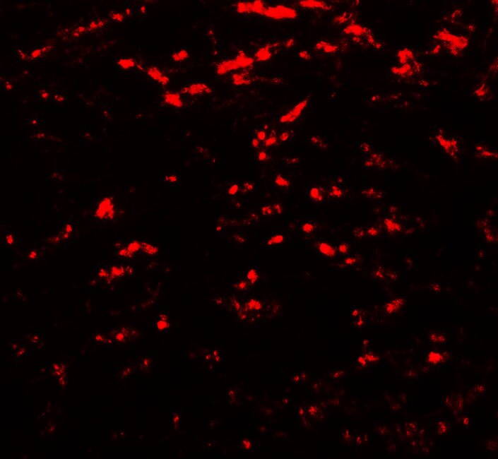 GATE-16/GABARAPL2 Antibody - BSA Free