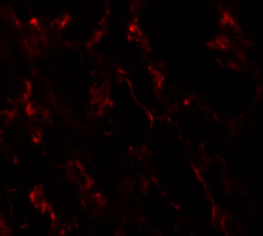 GHDC Antibody - BSA Free