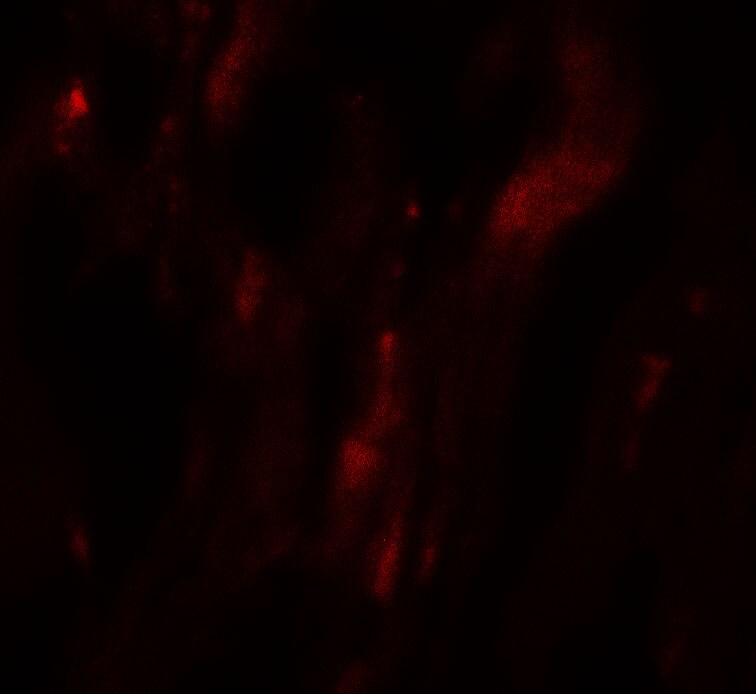 HOP Antibody - BSA Free