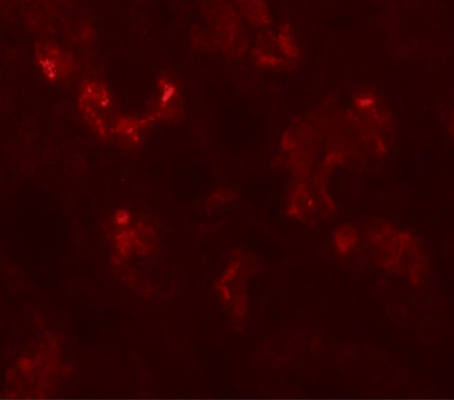 ICBP90 Binding Protein 1 Antibody - BSA Free