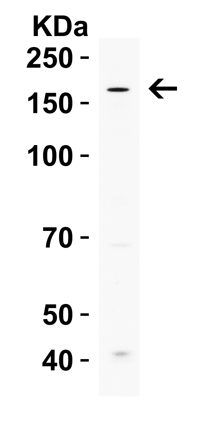 ICBP90 Binding Protein 1 Antibody - BSA Free