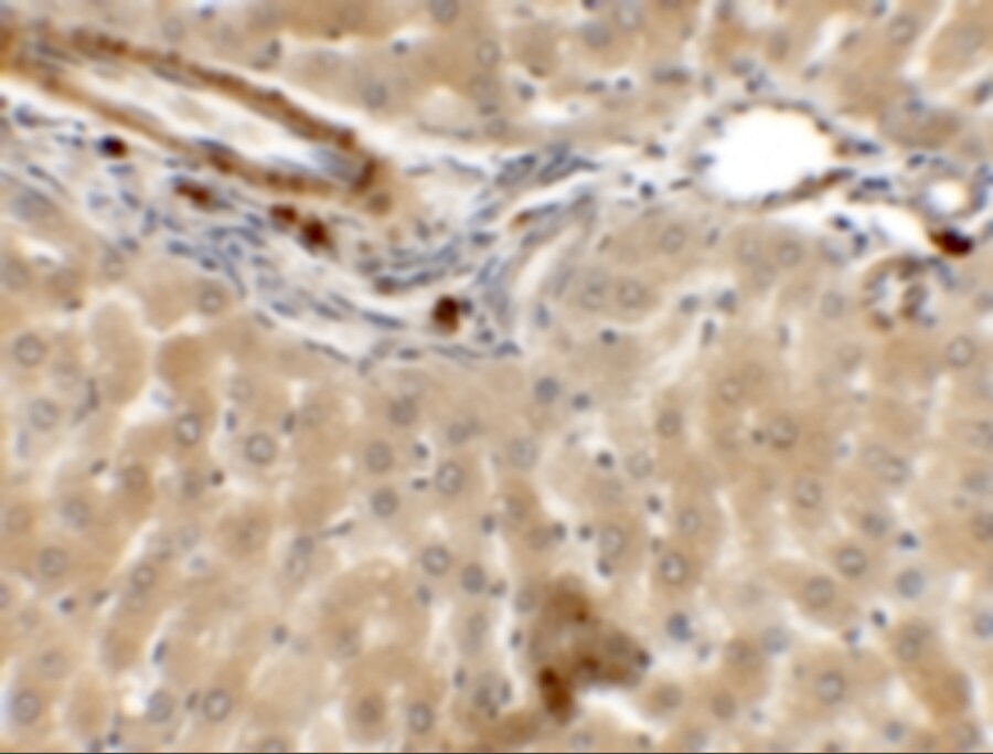 IFLTD1 Antibody - BSA Free