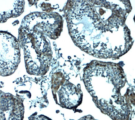 IZUMO1 Antibody - BSA Free