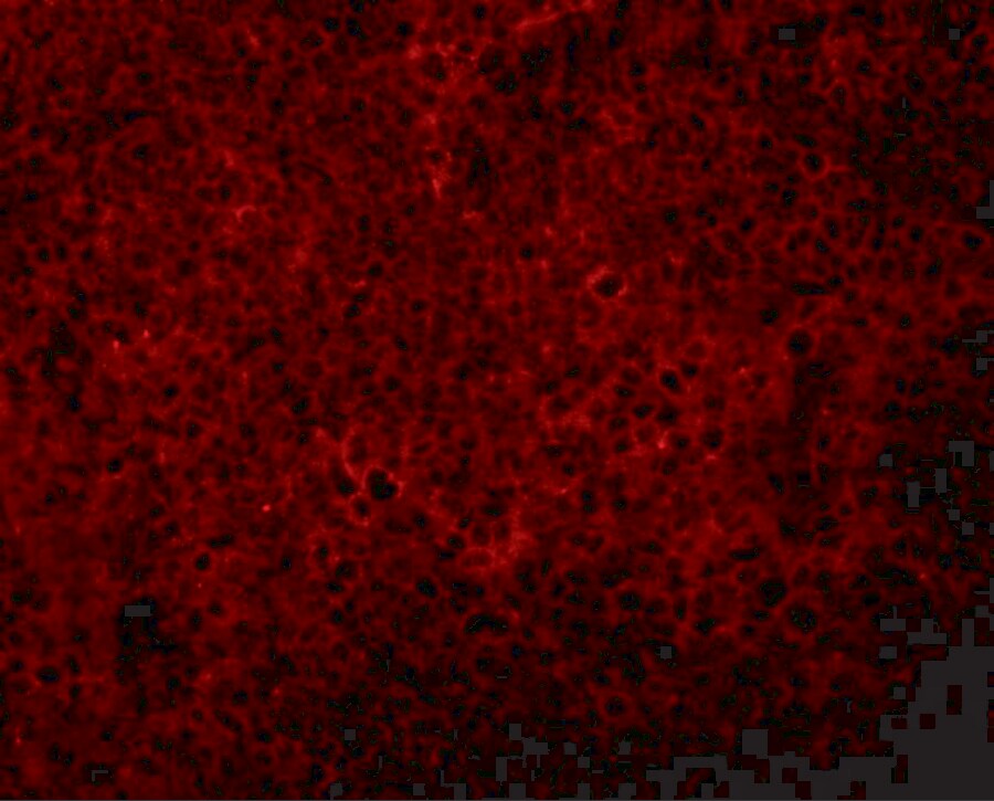 JMJD4 Antibody - BSA Free