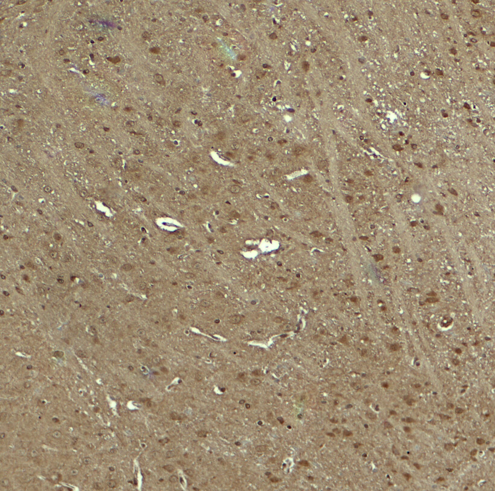 KIBRA Antibody - BSA Free