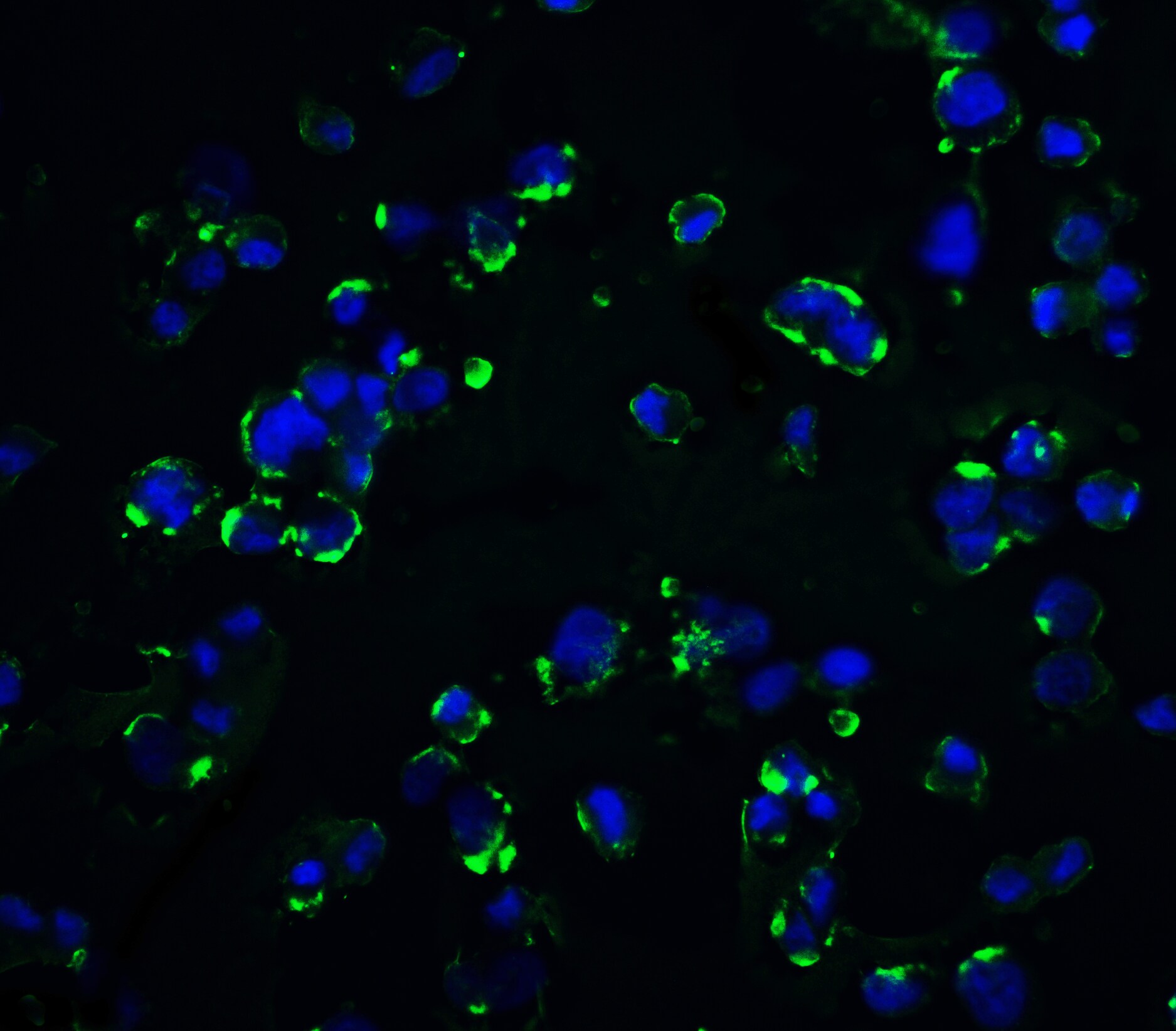 KIR2DS2 Antibody - BSA Free