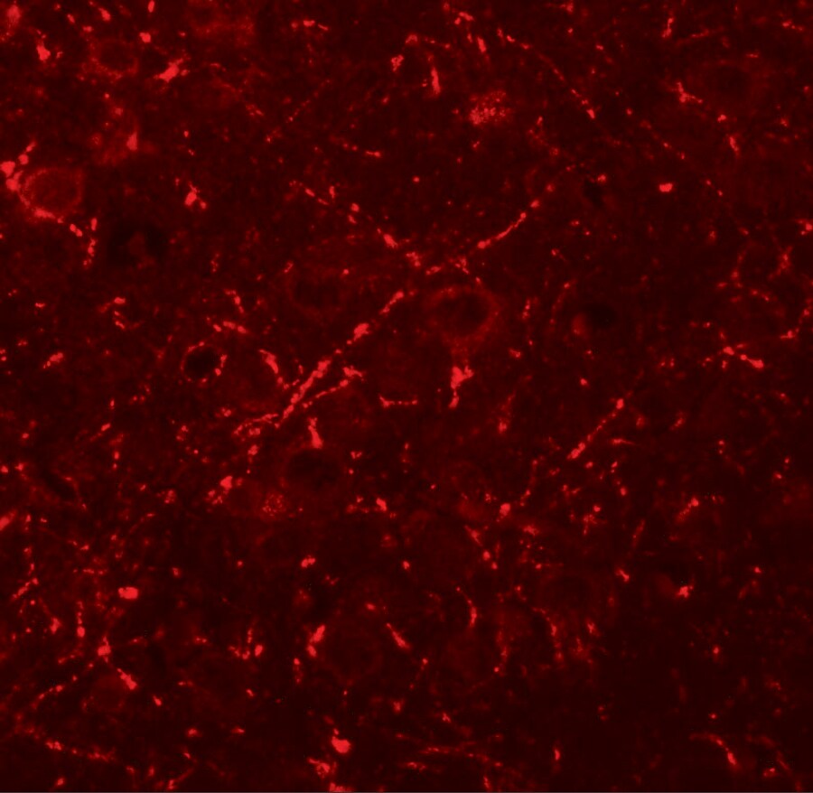 MS4A6A Antibody - BSA Free