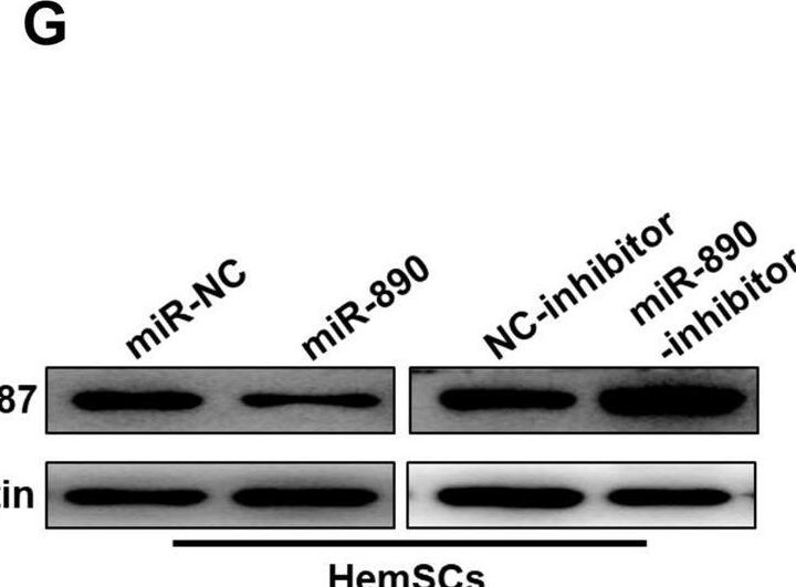 RNF187 Antibody - BSA Free