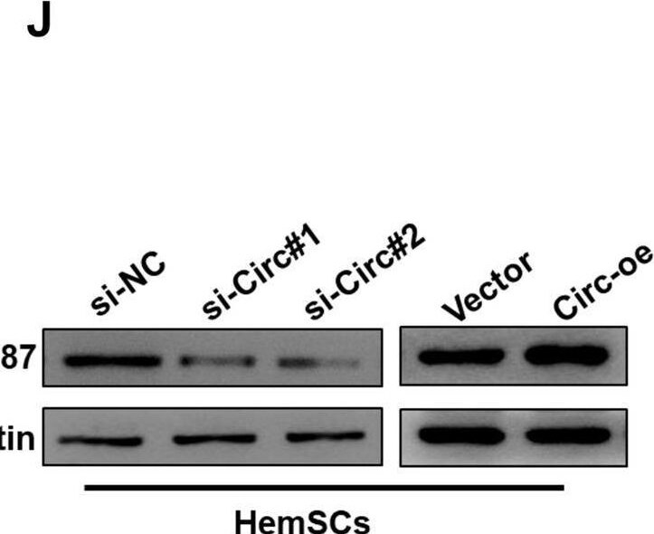 RNF187 Antibody - BSA Free