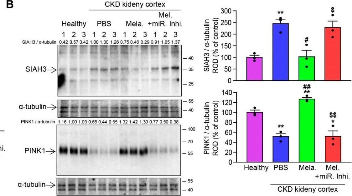 SIAH3 Antibody - BSA Free