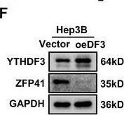 ZFP41 Antibody - BSA Free