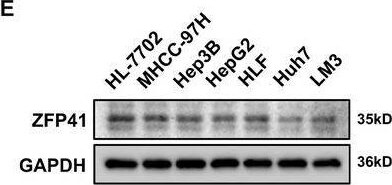 ZFP41 Antibody - BSA Free