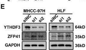 ZFP41 Antibody - BSA Free