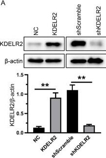 KDELR2 Antibody - BSA Free
