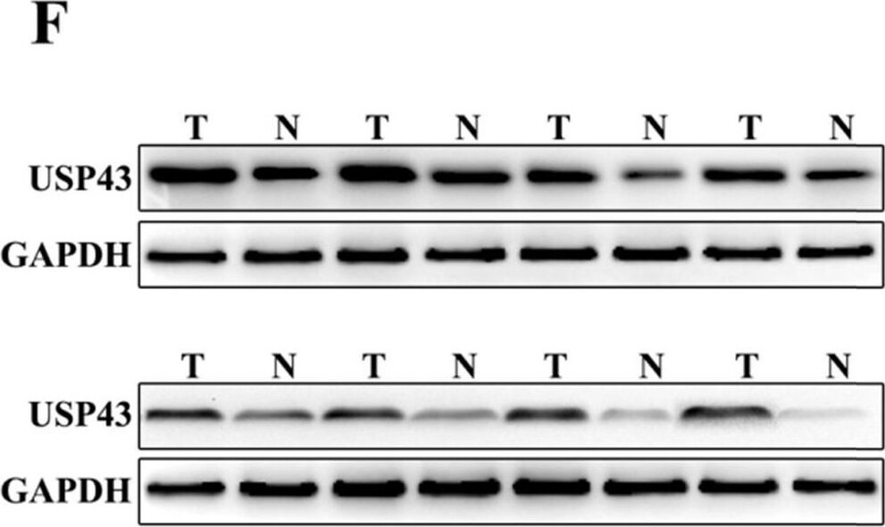 USP43 Antibody - BSA Free