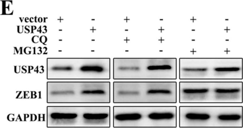 USP43 Antibody - BSA Free