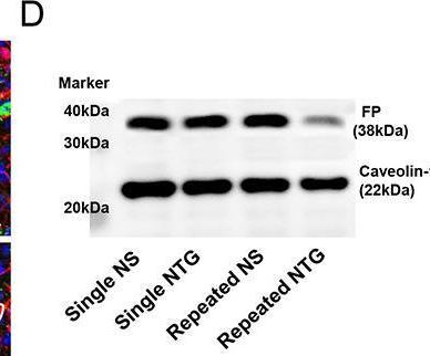 PTGFR Antibody - BSA Free