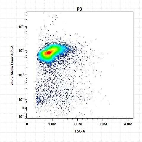 Olig2 Antibody (064)