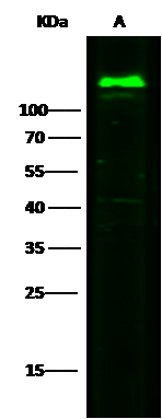MCAM/CD146 Antibody (012) - Azide and BSA Free