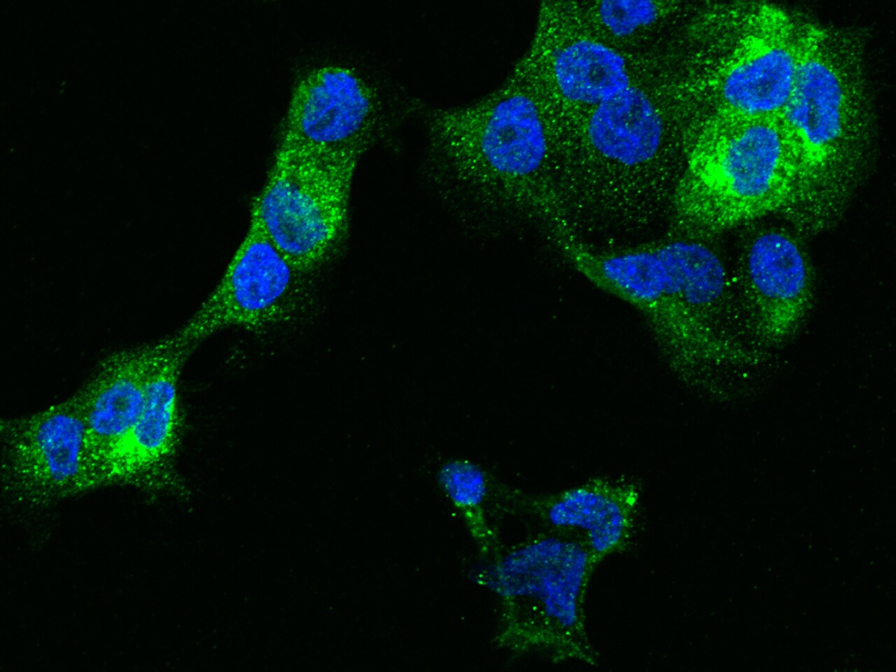 IFITM1 Antibody (021) - Azide and BSA Free