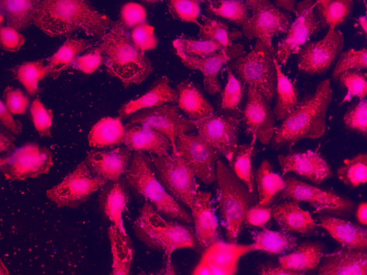 SPARC-like 1/SPARCL1 Antibody (390) - Azide and BSA Free