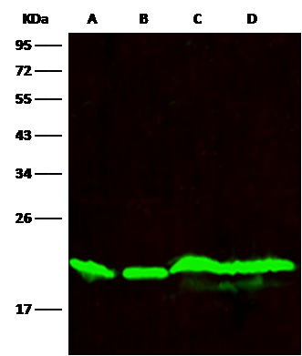 SMAC/Diablo Antibody (006) - Azide and BSA Free