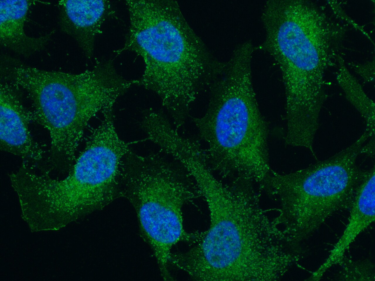 SMAC/Diablo Antibody (006) - Azide and BSA Free